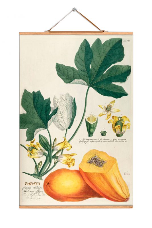 Fruits Poster: Vintage botanische Illustration einer Papaya Pflanze mit Früchten und Blüten.